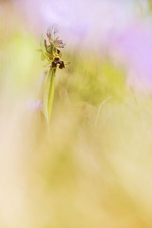 Early Spider Orchid, Ophrys Sphegodes