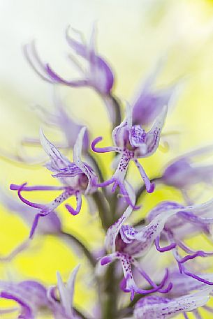 Monkey Orchid, Orchis simia