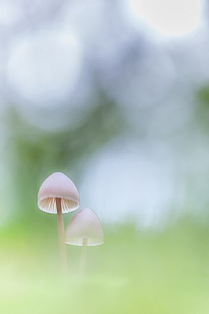 Small mushrooms in the undergrowth