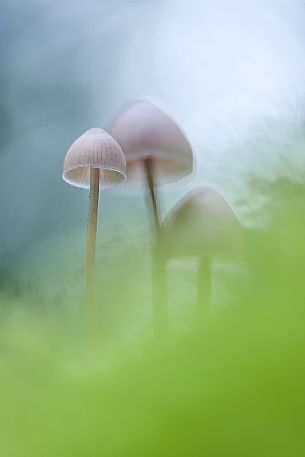 Small mushrooms in the undergrowth