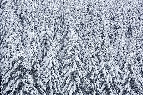 Snowy Firs