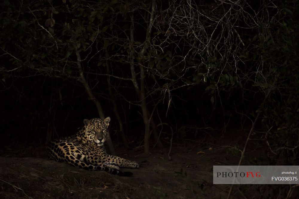 Jaguar in the dark, Pantanal, Mato Grosso, Brazil