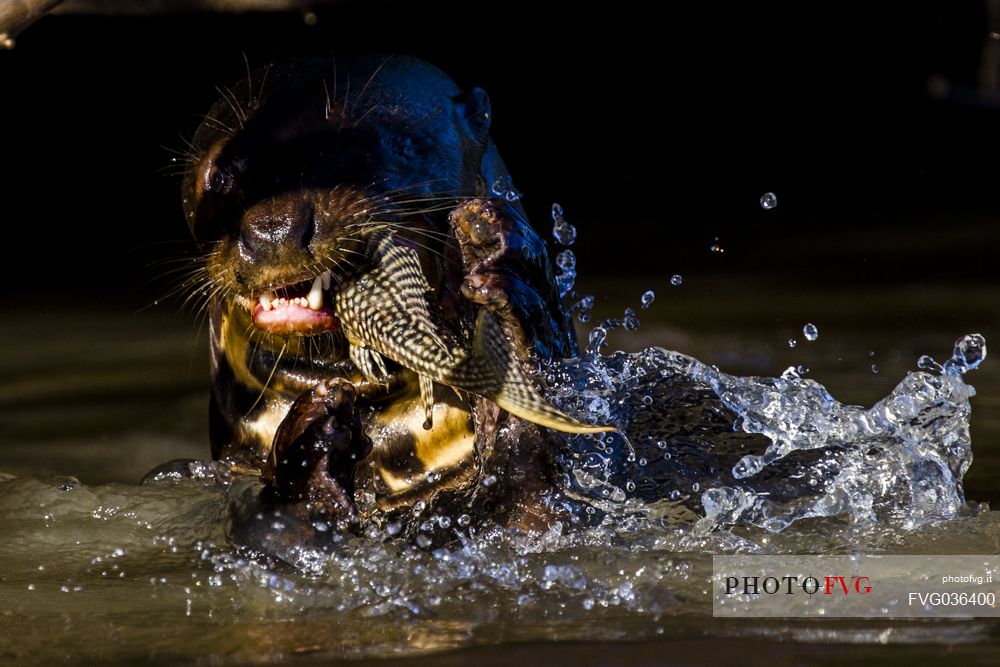 Giant otter with prey, Pantanal, Mato Grosso, Brazil