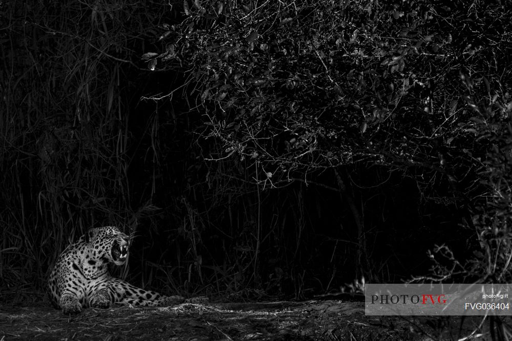 Resting jaguar in the night, Pantanal, Mato Grosso, Brazil