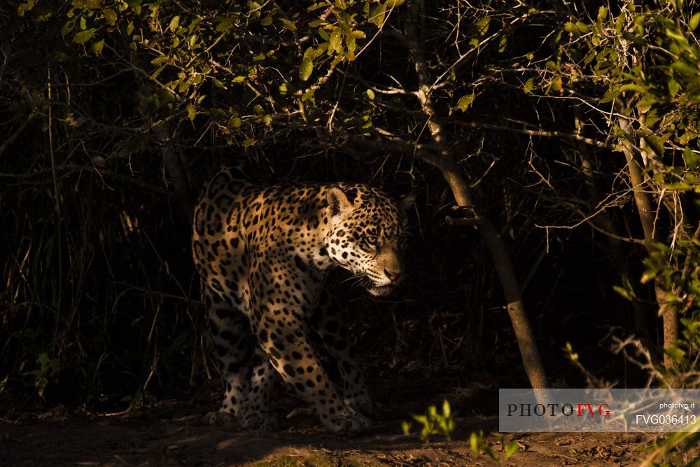 Jaguar hunting in the dark, Pantanal, Mato Grosso, Brazil