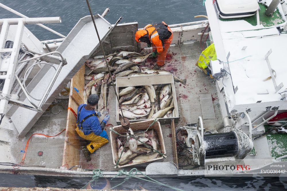 Cod fishermen working in the port of Henningsvaer village, Lofoten island, Norway, Europe