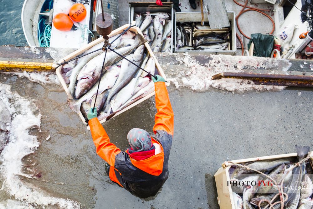 Fischerman unload fish of the day in the Svolvaer village, Lofoten island, Norway, Europe