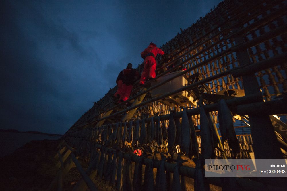 Fishermen disposing cod to dry during the night, Svolvaer, Lofoten Island, Norway, Europe