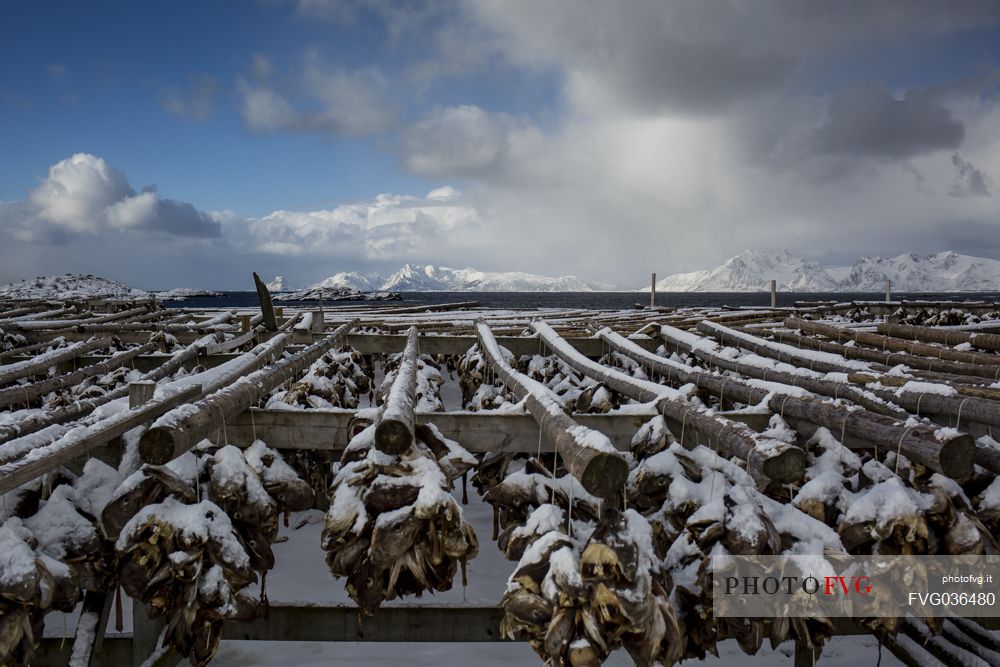 Rows of cod to dry with landscape, Svolvaer, Lofoten Island, Norway, Europe