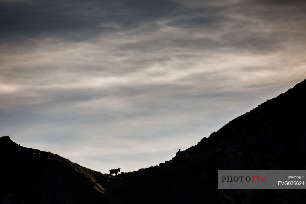 Goat on the Apuanes Alps, Arni, Lucca, Tuscany, Italy, Europe