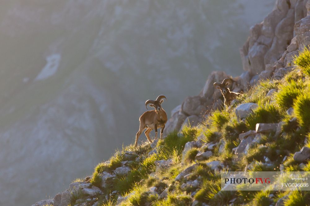 Moufflon, Ovis musimon, on Apuane alps, Pania della Croce mount, Tuscany, Italy, Europe
