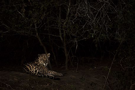 Jaguar in the dark, Pantanal, Mato Grosso, Brazil