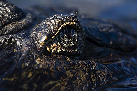 Caiman's eye, Pantanal, Mato Grosso, Brazil