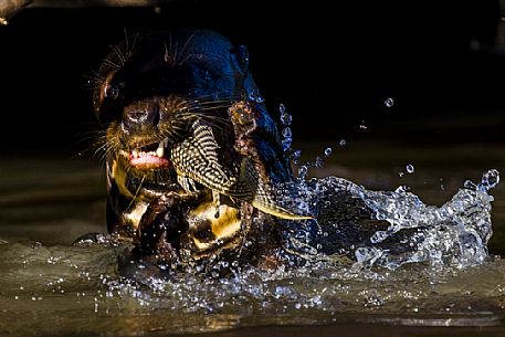 Giant otter with prey, Pantanal, Mato Grosso, Brazil