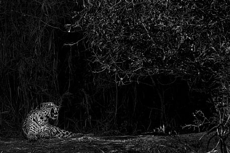 Resting jaguar in the night, Pantanal, Mato Grosso, Brazil