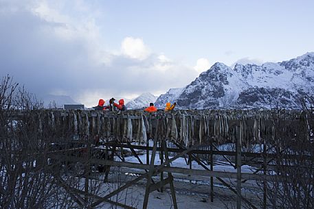 Fishermen disposing cod for drying in the small village of Reine, Lofoten Island, Norway, Europe Fishermen disposing cod for drying in the small village of Reine, Lofoten Island, Norway, Europe