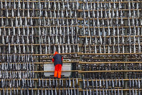 Rows of cod to dry, Henningsvaer, Lofoten Island, Norway, Europe