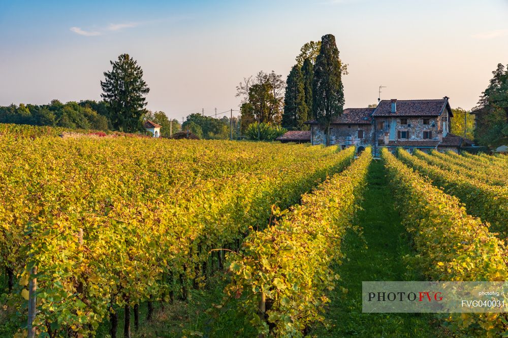 Among the vineyards in the fall, medieval village of Villafredda, Tarcento, Friuli Venezia Giulia, Italy