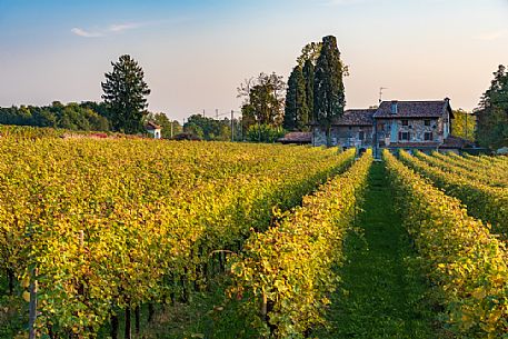 Among the vineyards in the fall, medieval village of Villafredda, Tarcento, Friuli Venezia Giulia, Italy Among the vineyards in the fall, medieval village of Villafredda, Tarcento, Friuli Venezia Giulia, Italy