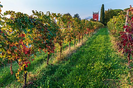 Among the vineyards in the fall, in the background the red tower of the village of Villafredda, Tarcento, Friuli Venezia Giulia, Italy