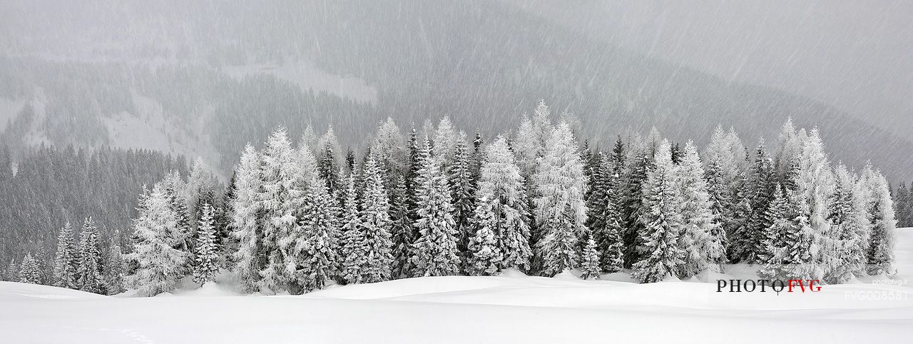 Fire's forest under an heavy snowfall