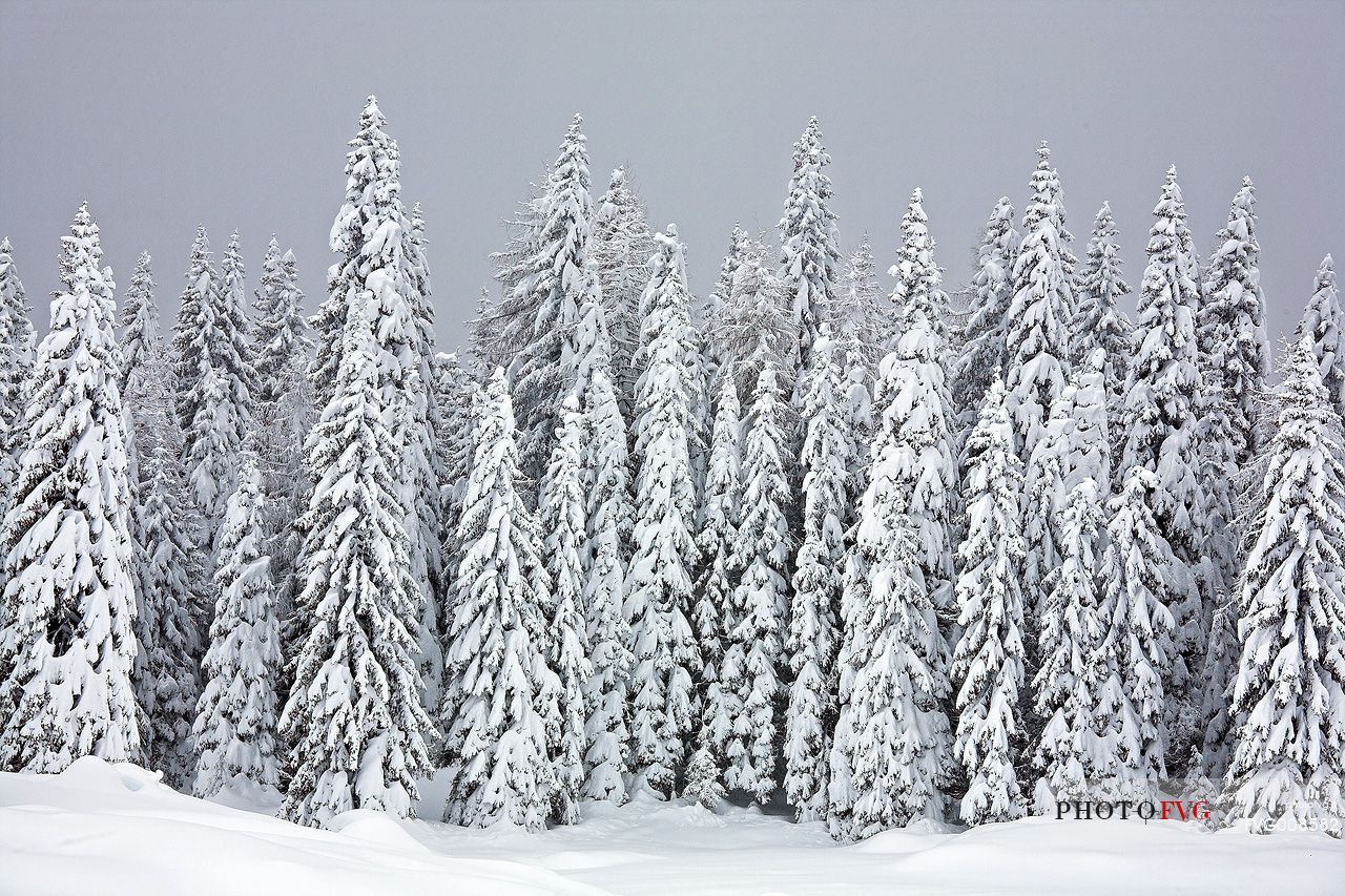 Fire's forest immediately after an heavy snowfall