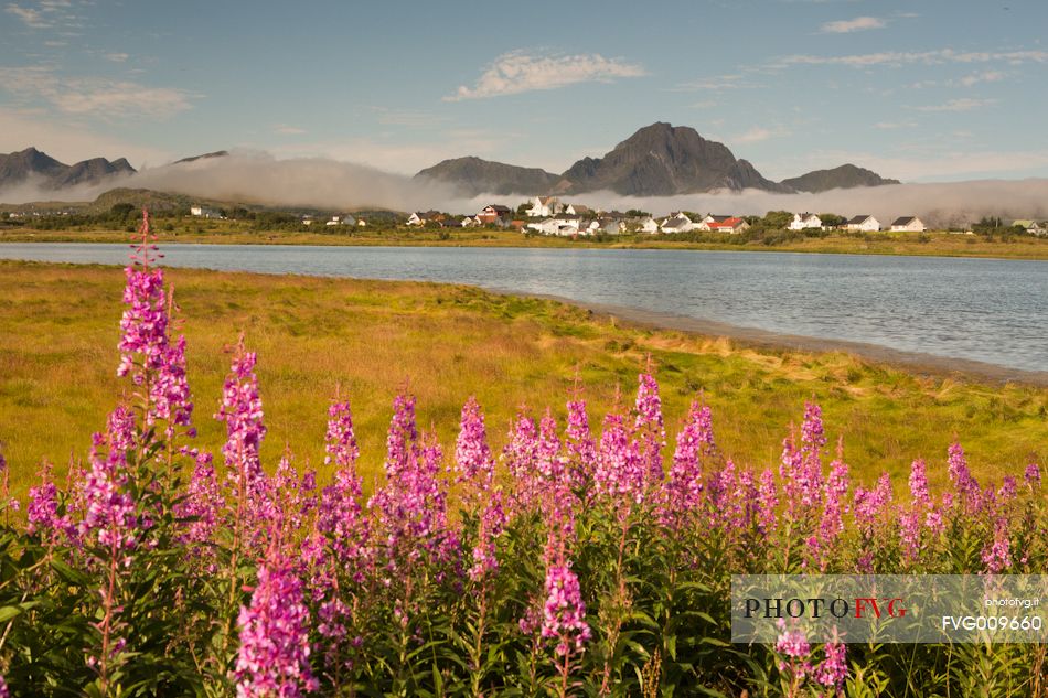 Summer flowers on Buksnes-fjorden