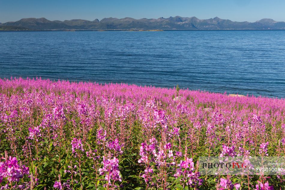 Rich summer flowers bordering the Hadselfjorden