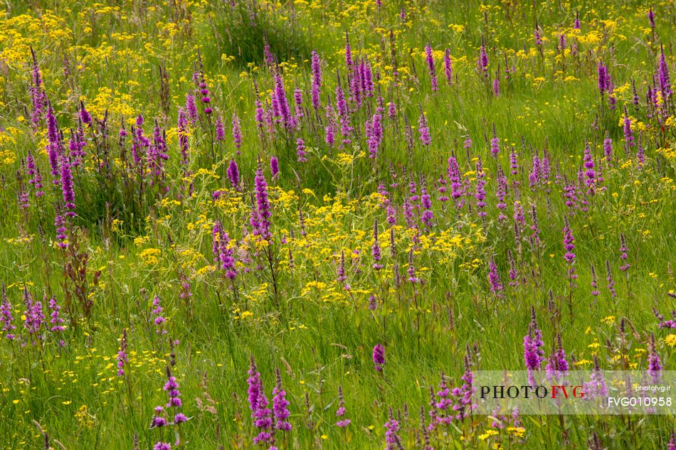 The colorful blooms of Donegal