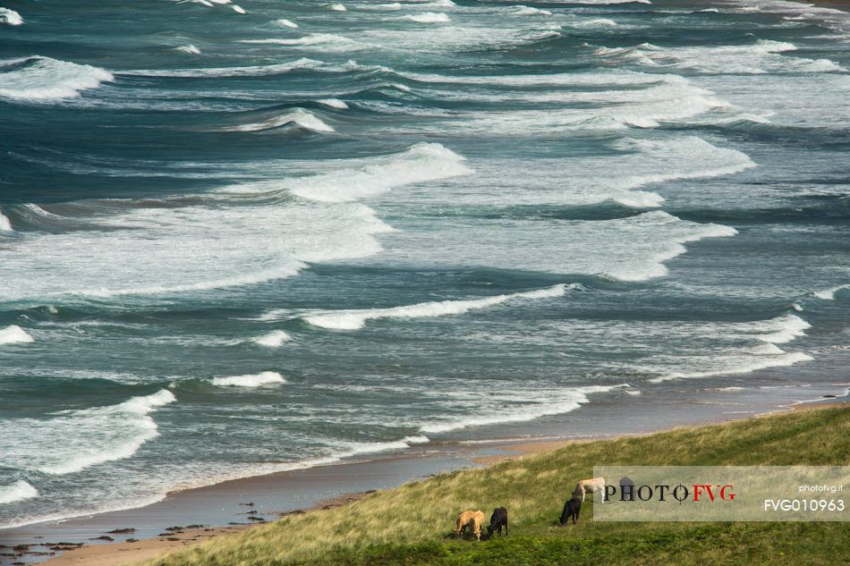 The White Park Bay