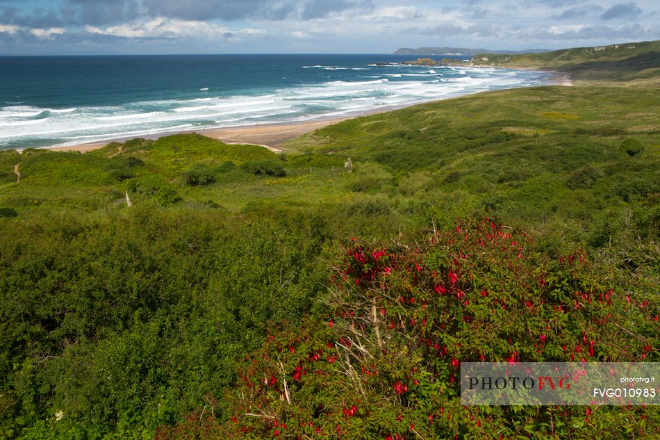 The White Park Bay