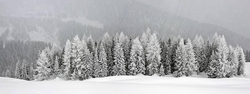 Fire's forest under an heavy snowfall