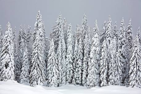 Fire's forest immediately after an heavy snowfall