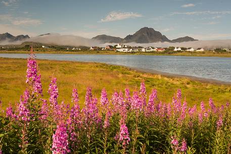 Summer flowers on Buksnes-fjorden