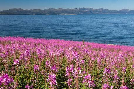 Rich summer flowers bordering the Hadselfjorden