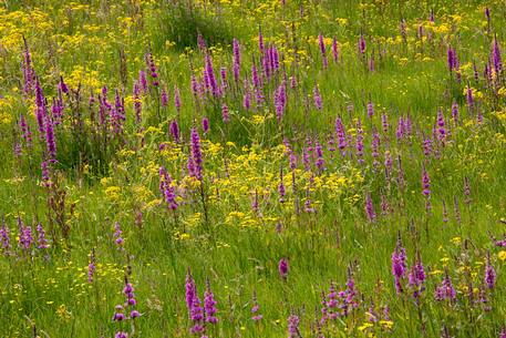 The colorful blooms of Donegal