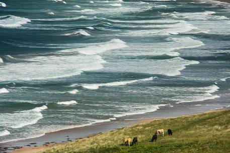 The White Park Bay