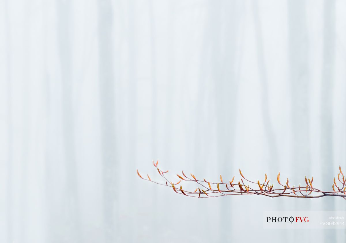 A branch of beech tree on a foggy day in Cansiglio forest, Veneto, Italy, Europe