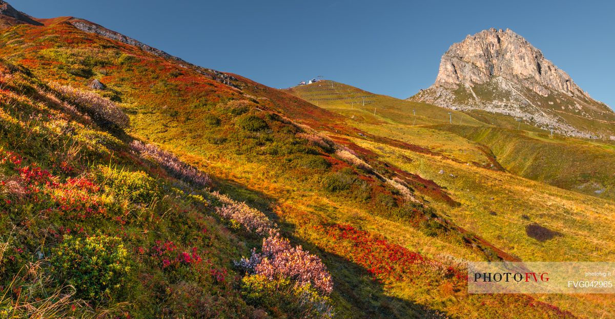 Colorfull alpine meadow on a sunny day framed by a blue sky and the Sass Bece peak, Arabba, dolomites, Veneto, Italy, Europe