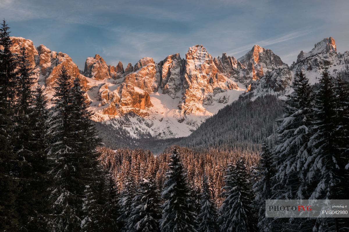 The Pale di San Martino dominate the fir forest of the Venegia valley during a winter sunset, San Martino di Castrozza, dolomites, Trentino Alto Adige, Italy, Europe