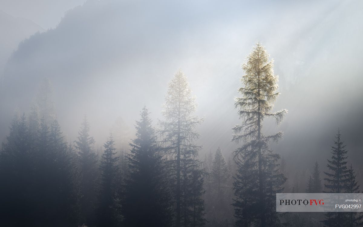 Larches wrapped in fog with the peaks hit by the morning sun, dolomites, Trentino Alto Adige, Italy, Europe
