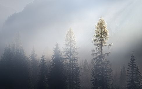 Larches wrapped in fog with the peaks hit by the morning sun, dolomites, Trentino Alto Adige, Italy, Europe
