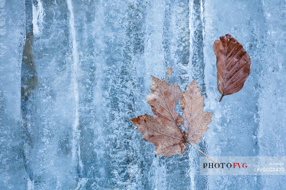 Leaves trapped in the ice