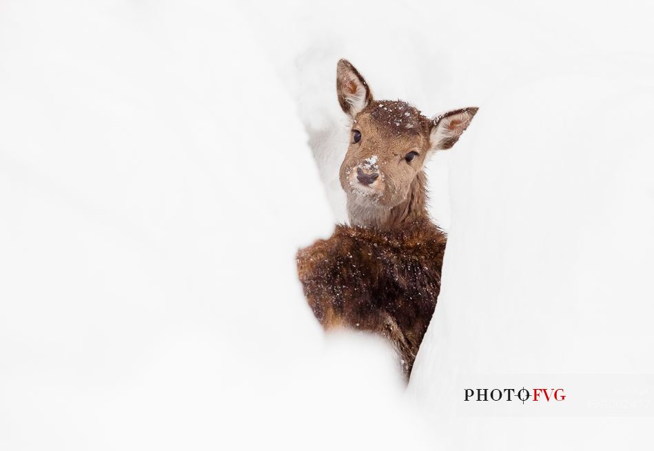 Red deer (Cervus elaphus) into a snow cave