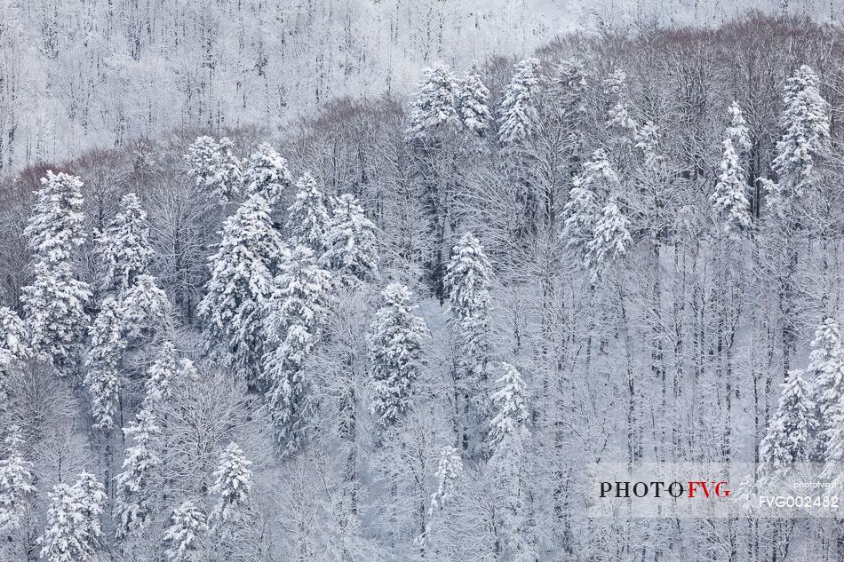 Mixed forest of beech and fir after a  snowfall