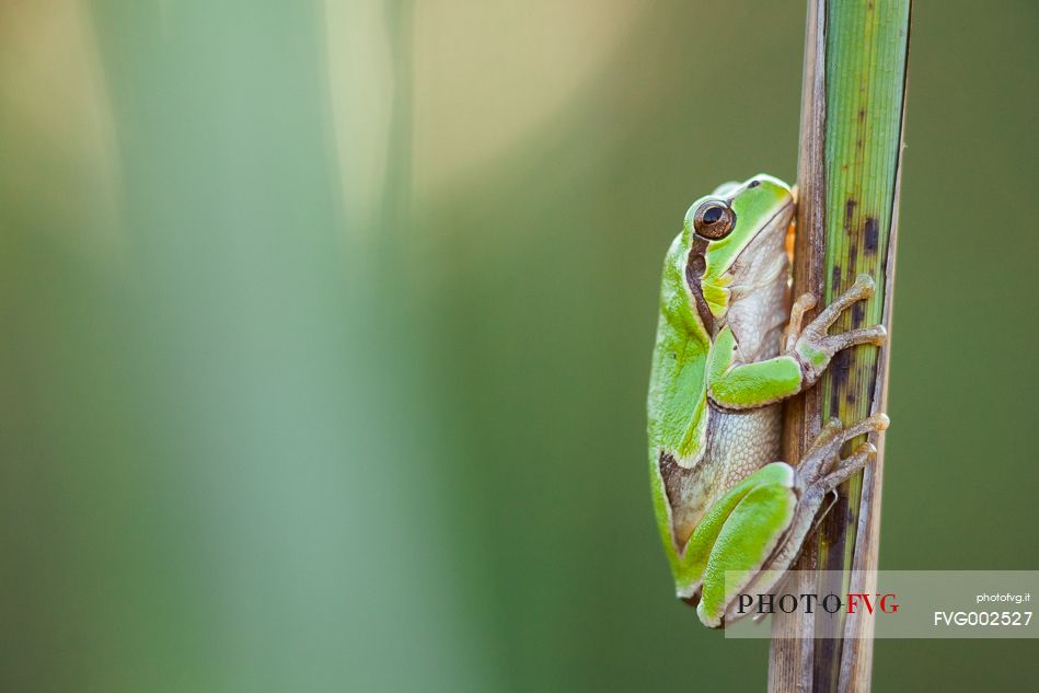 A tree frog (Hyla arborea) in the grove of reeds