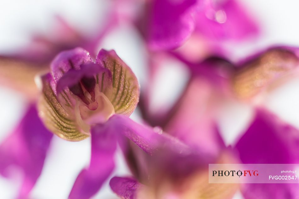 A curious detail of wild orchid (Orchis morio)