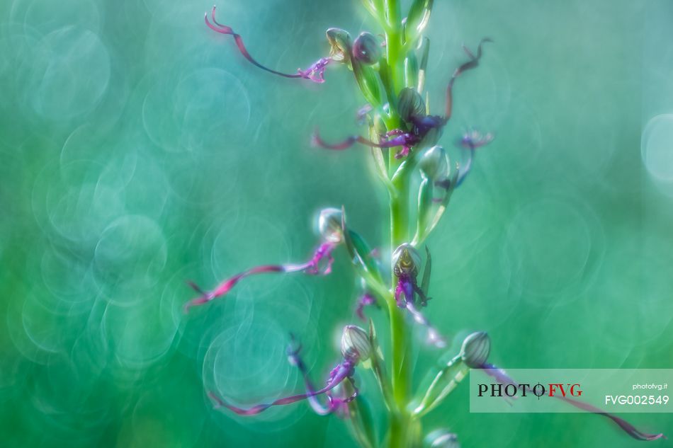 Wild orchid (himatoglossum adraticum) in the magical light