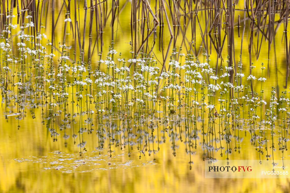 Flower's reflections in the lake of Pratignano, Emilia Romagna