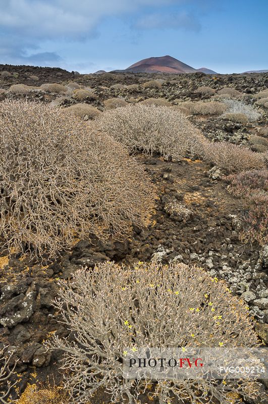 Caratteristic and desertic vegetation near the vulcanos